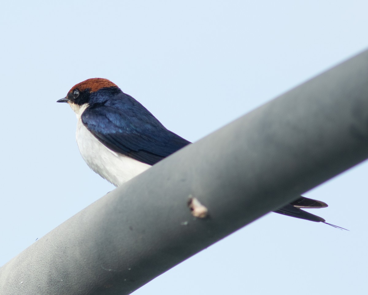 Wire-tailed Swallow - ML627769608