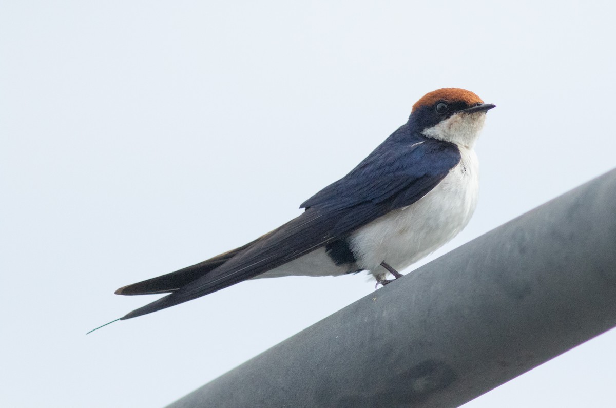 Wire-tailed Swallow - ML627769609