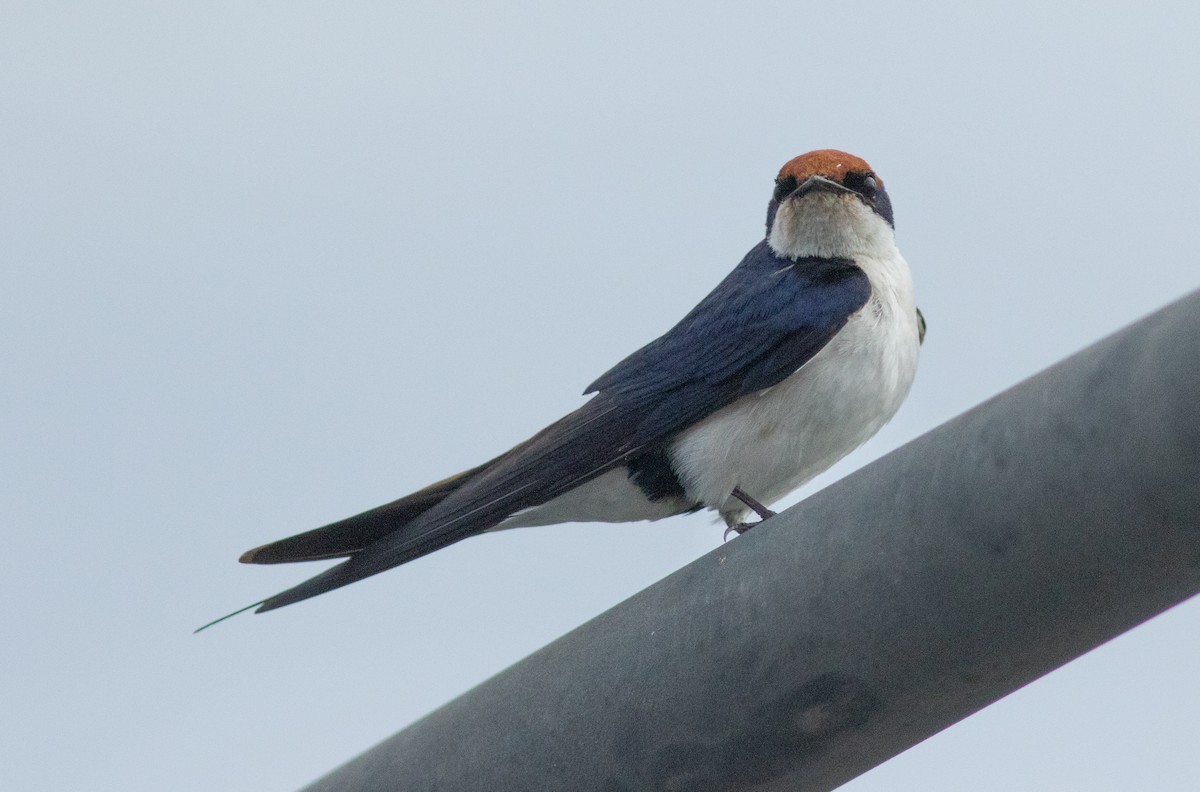 Wire-tailed Swallow - ML627769610