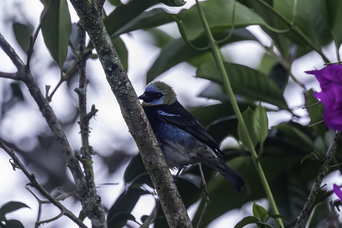 Golden-hooded Tanager - ML627769661