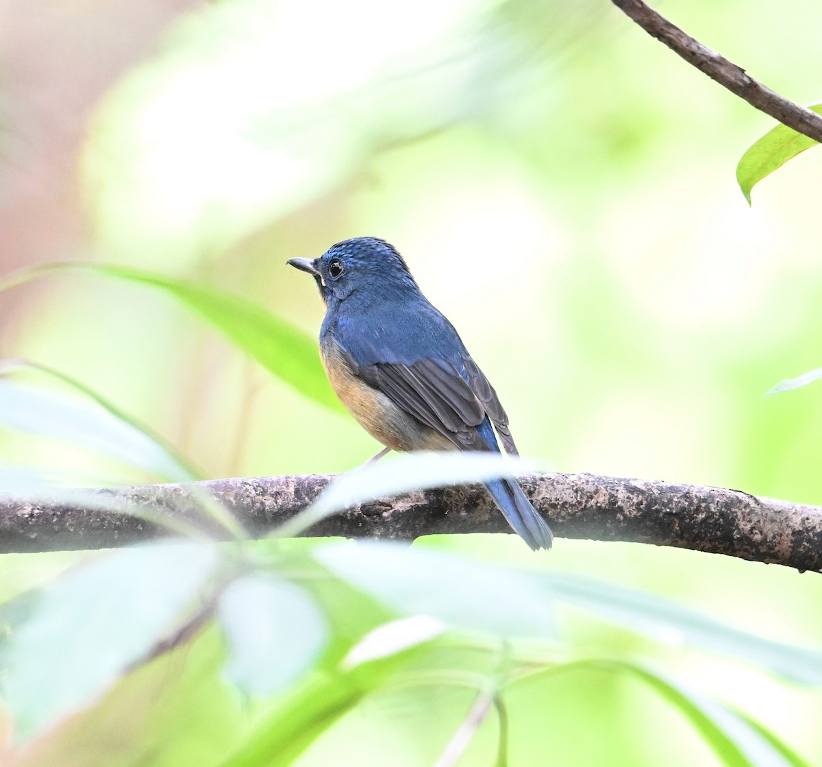 Large Blue Flycatcher - ML627769684