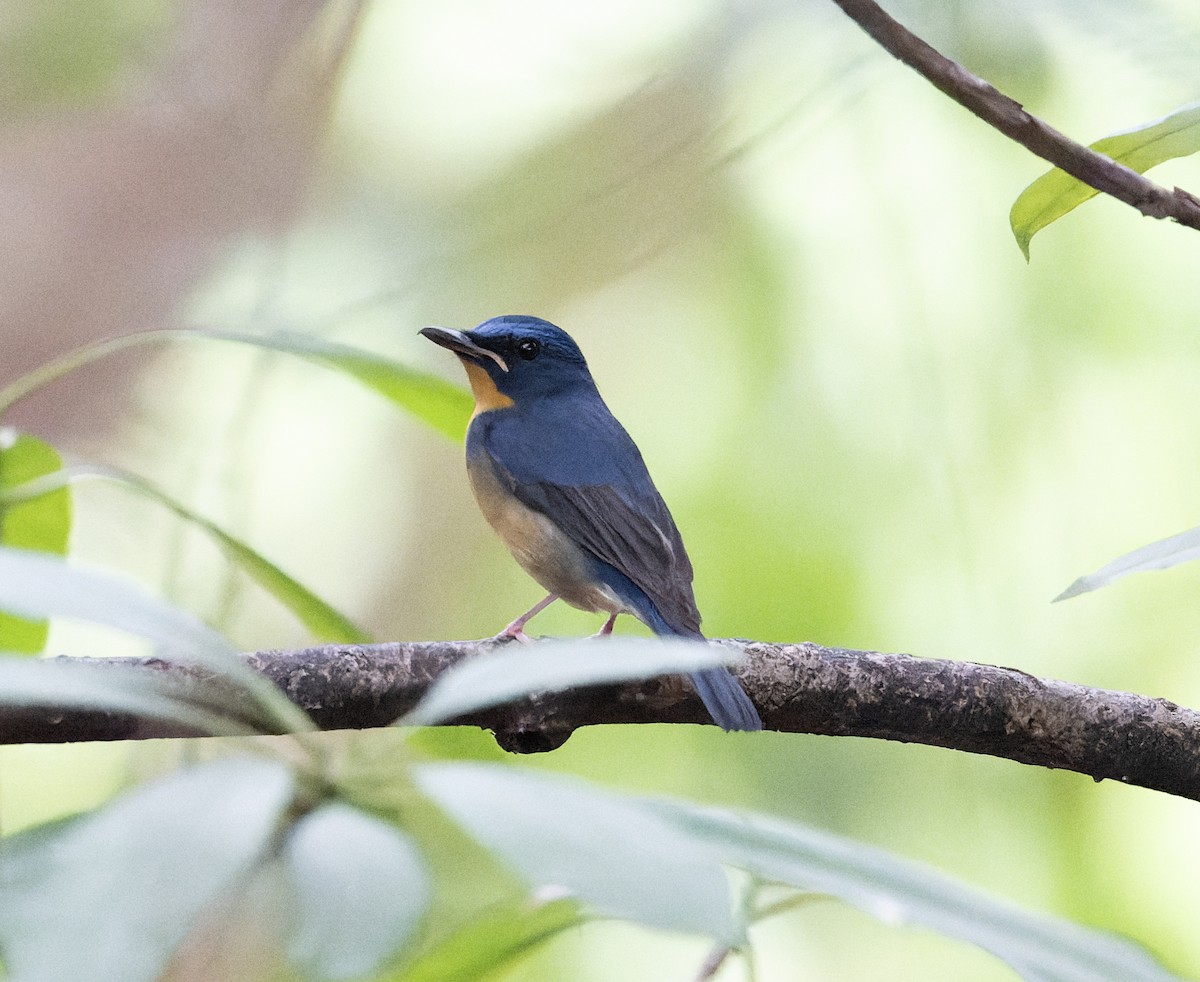 Large Blue Flycatcher - ML627769685