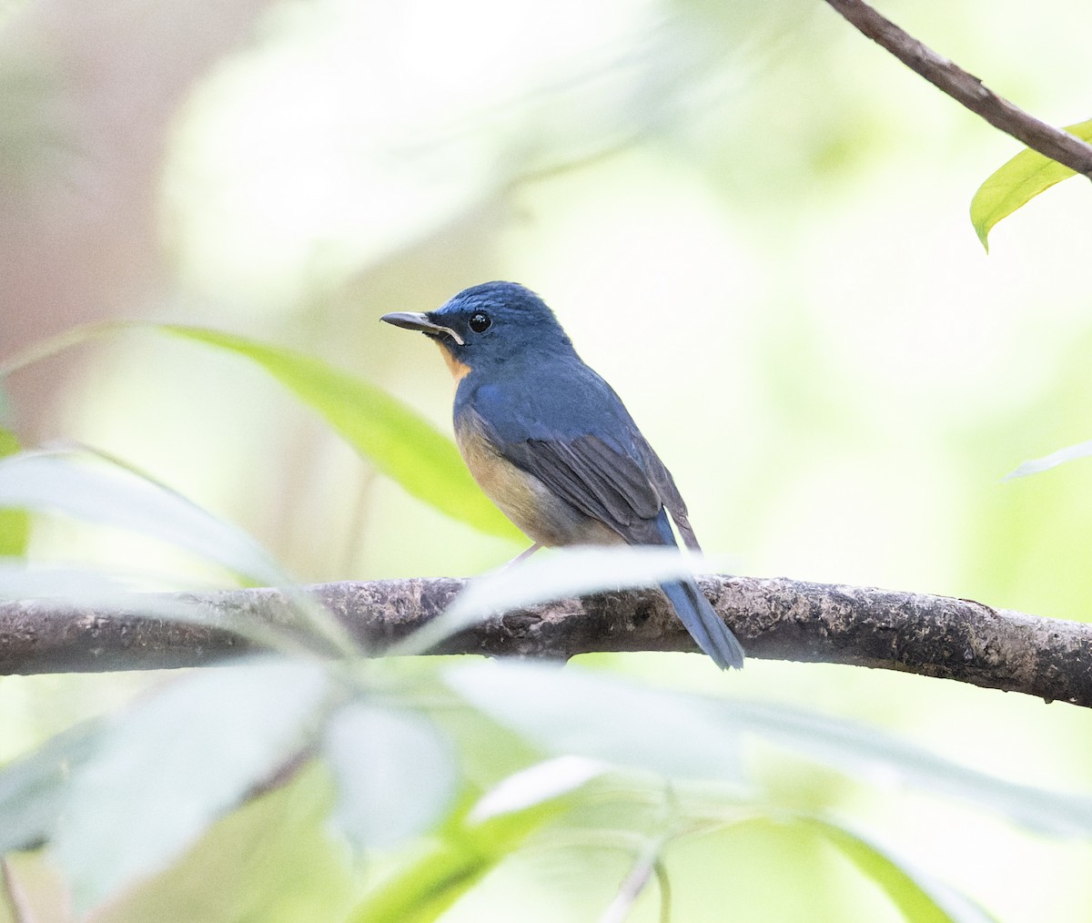 Large Blue Flycatcher - ML627769686