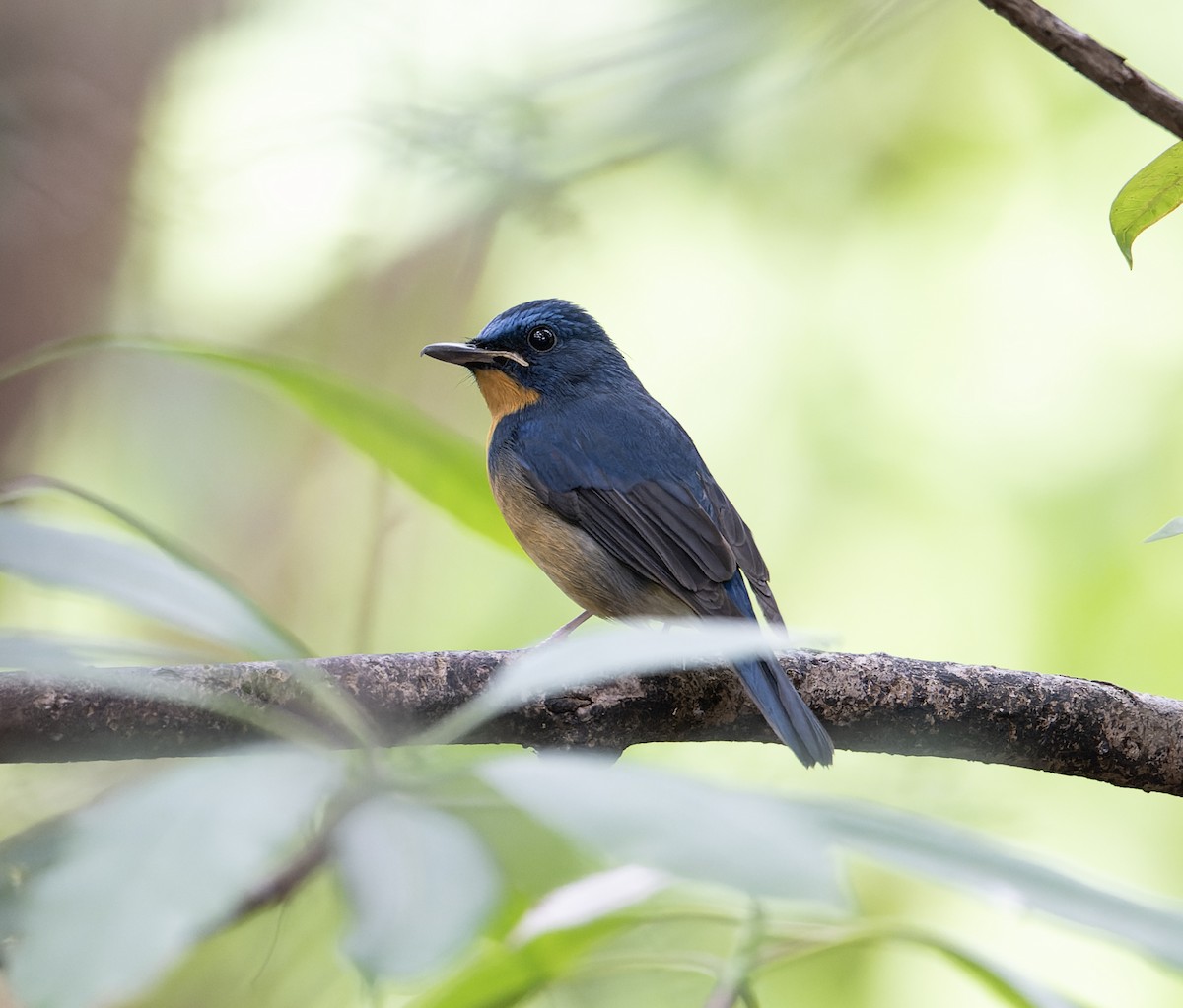 Large Blue Flycatcher - ML627769687