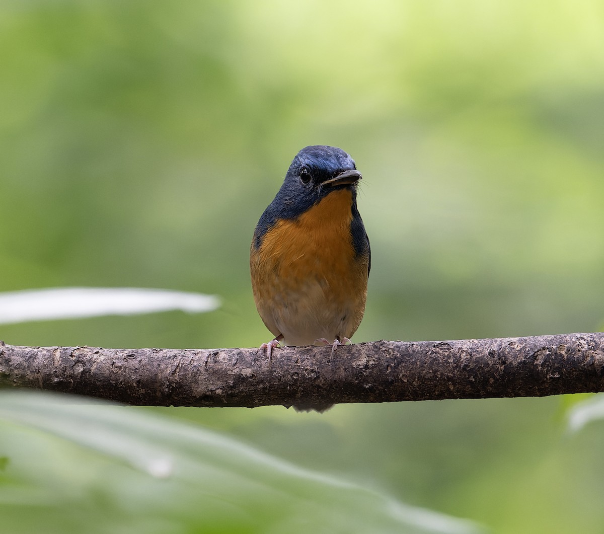 Large Blue Flycatcher - ML627769688