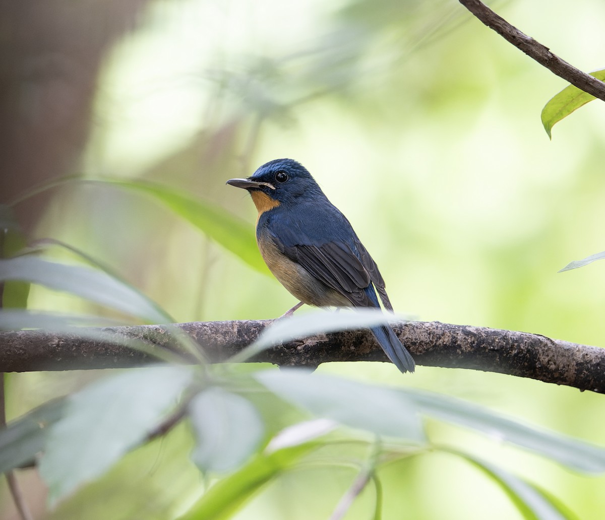 Large Blue Flycatcher - ML627769689