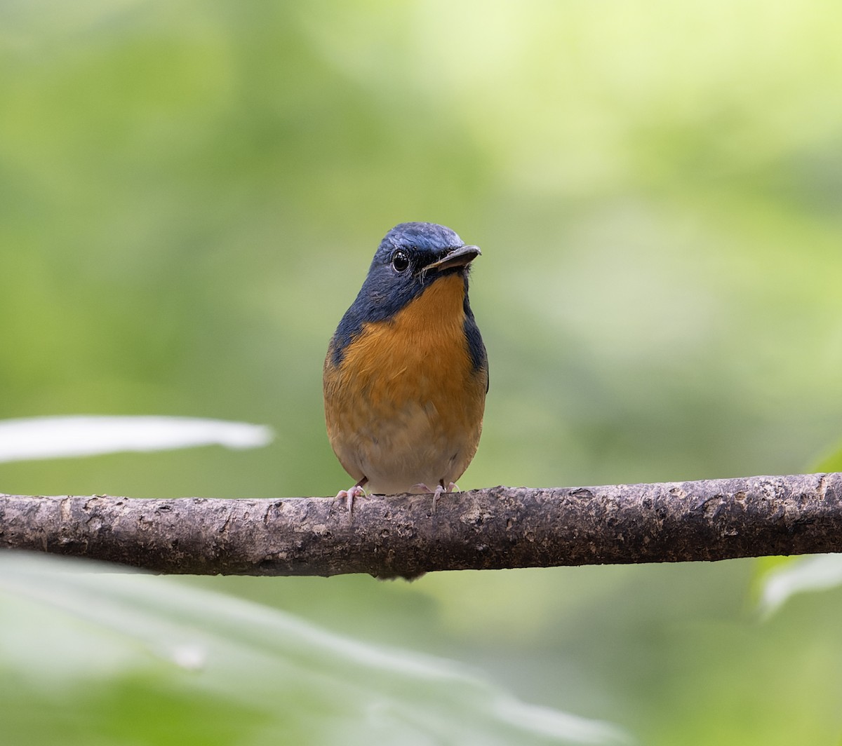 Large Blue Flycatcher - ML627769690