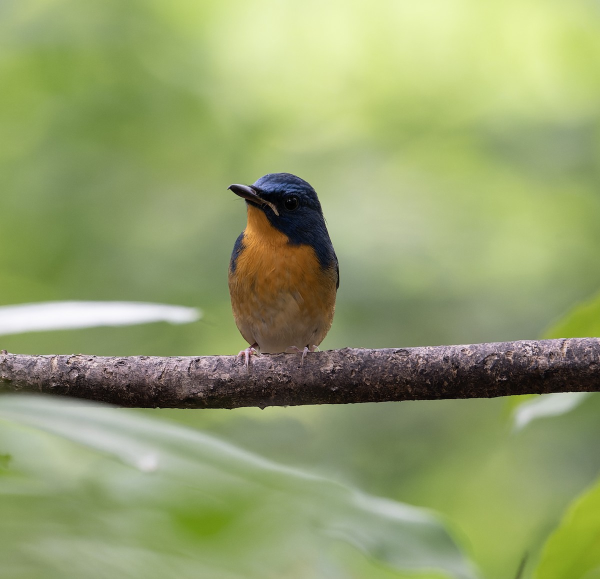 Large Blue Flycatcher - ML627769691