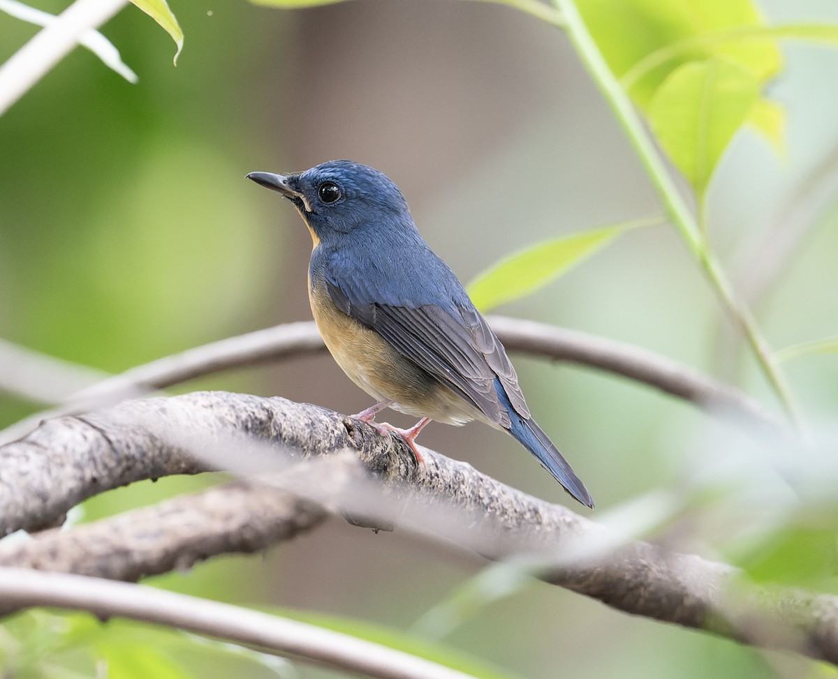 Large Blue Flycatcher - ML627769692