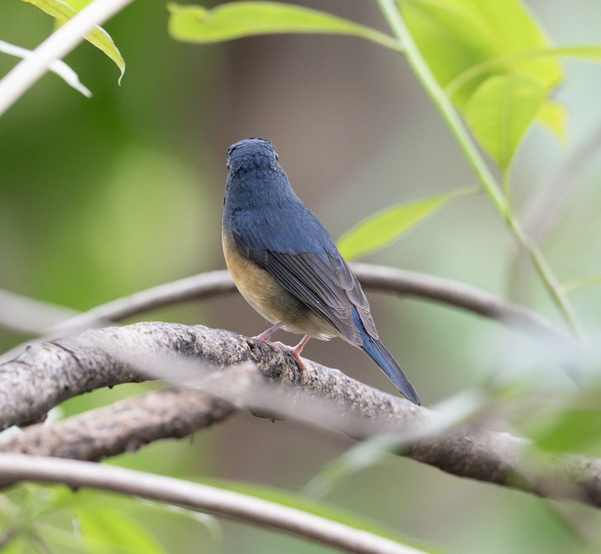 Large Blue Flycatcher - ML627769693