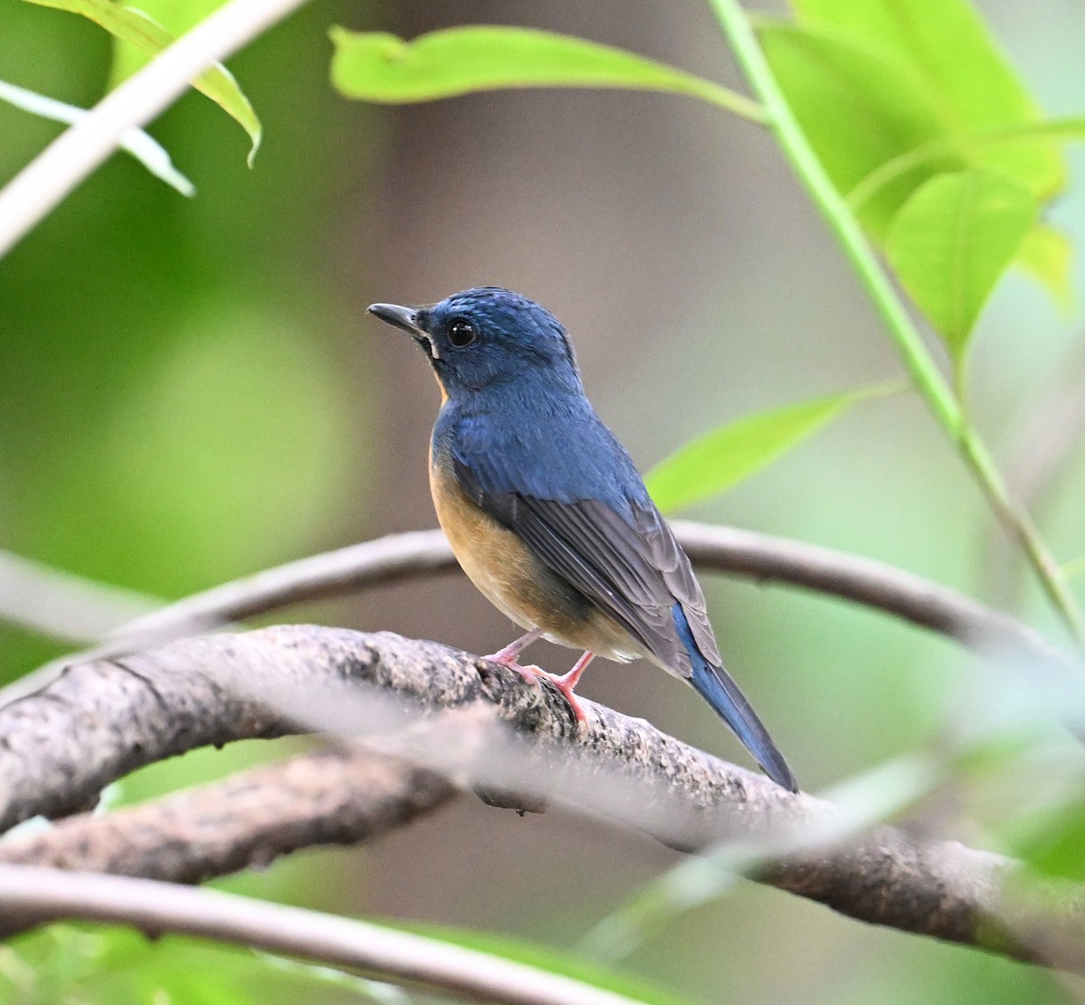 Large Blue Flycatcher - ML627769694