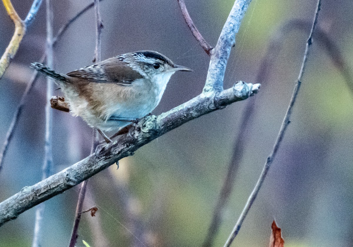 Marsh Wren - Matt Beisel