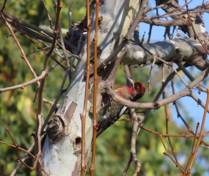 Red-breasted Sapsucker - ML627769700