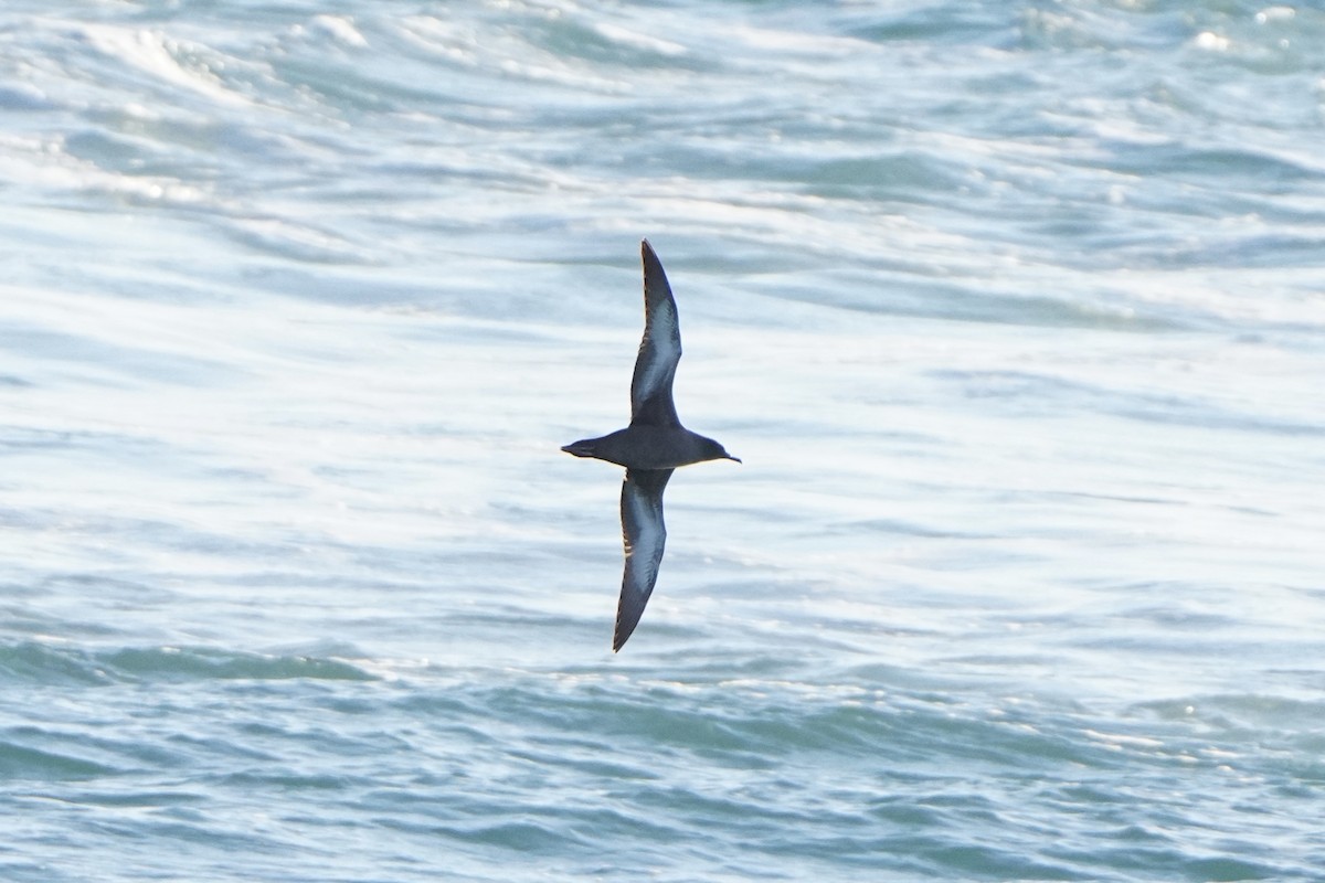Sooty Shearwater - ML627769709