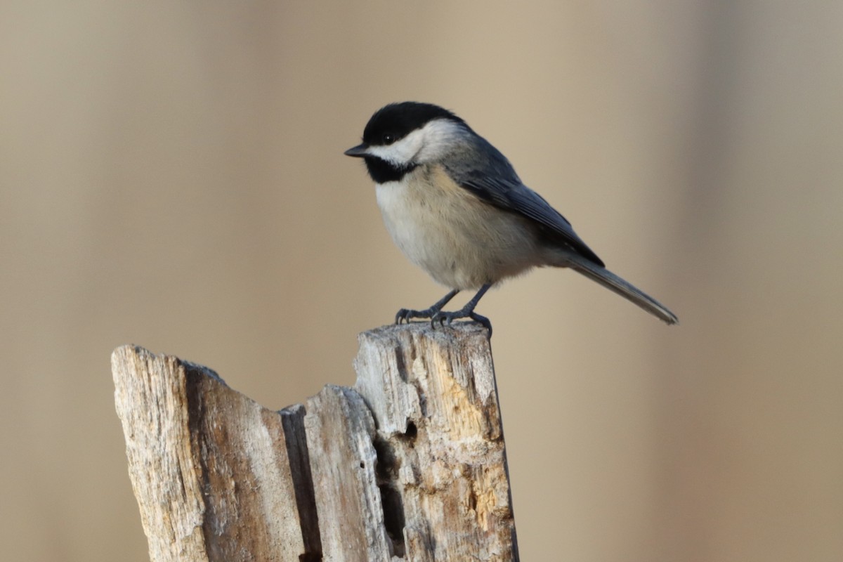 Mésange de Caroline - ML627769713