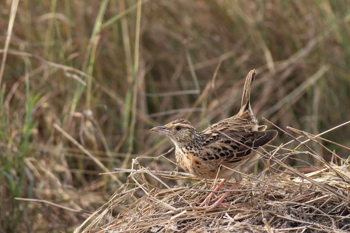 Rufous-naped Lark - ML627769752