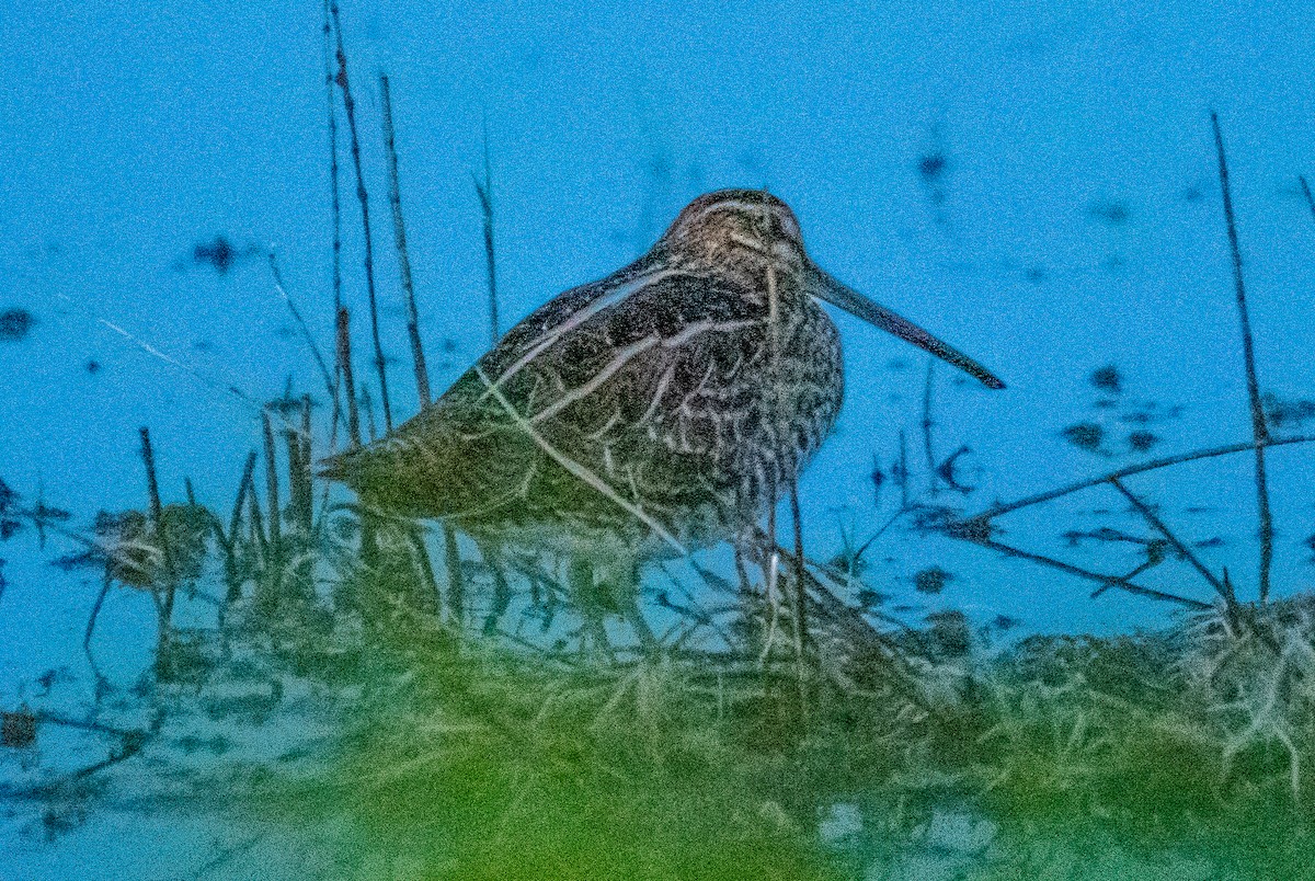 Wilson's Snipe - ML627769756