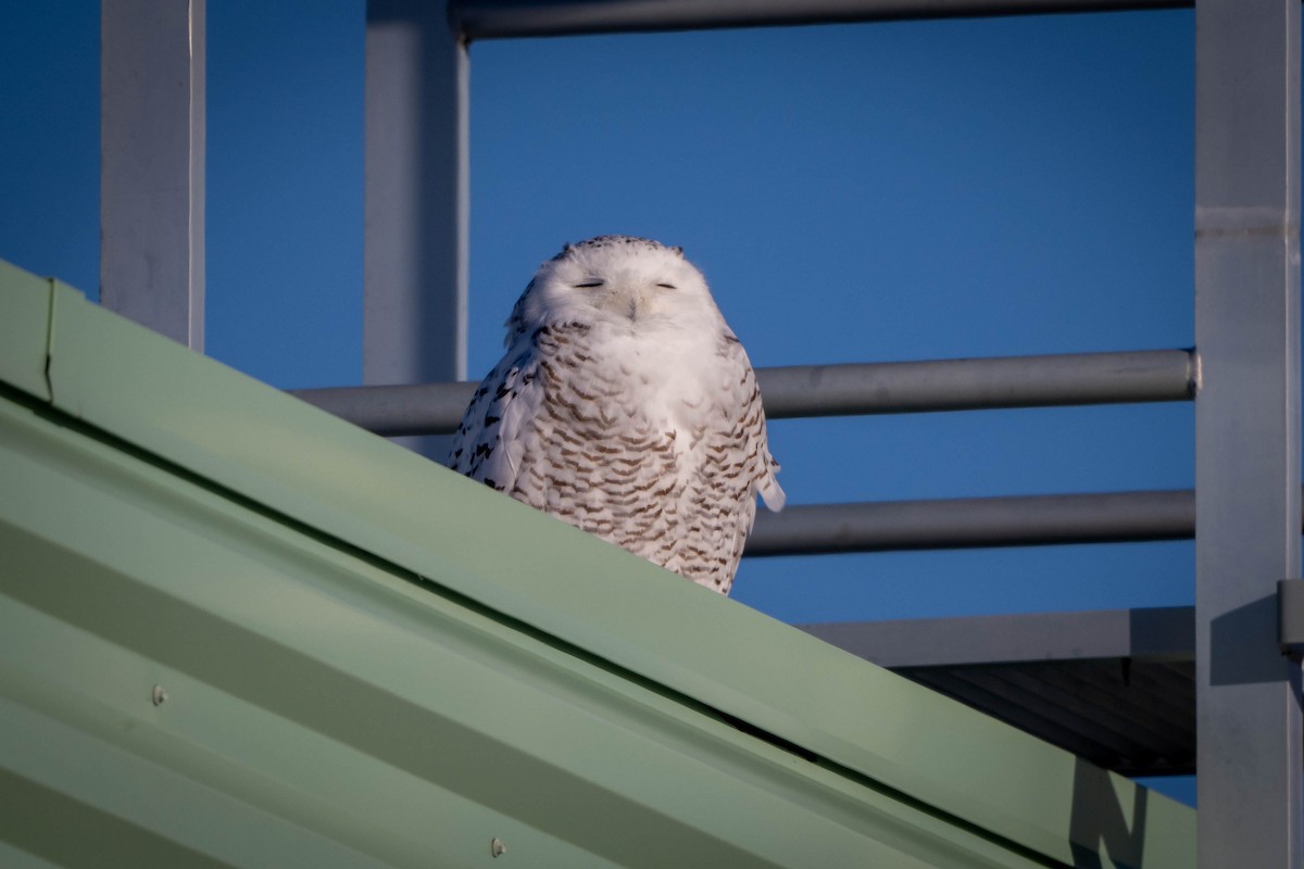 Snowy Owl - ML627769779