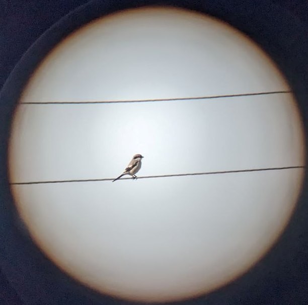 Loggerhead Shrike - ML627769796