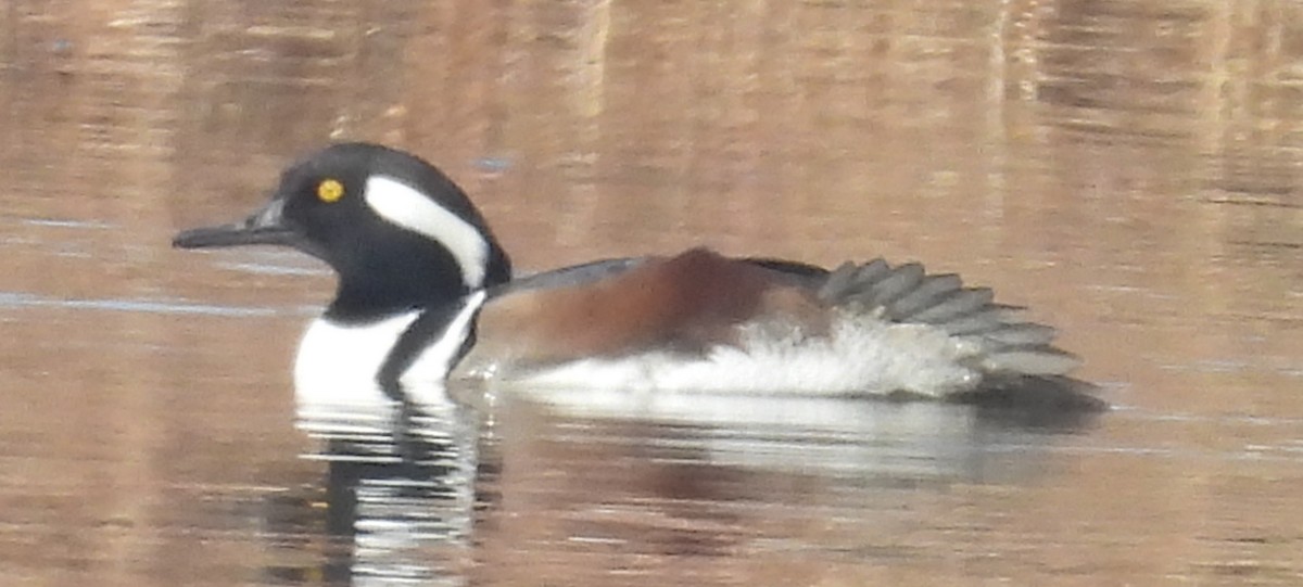 Hooded Merganser - ML627769843