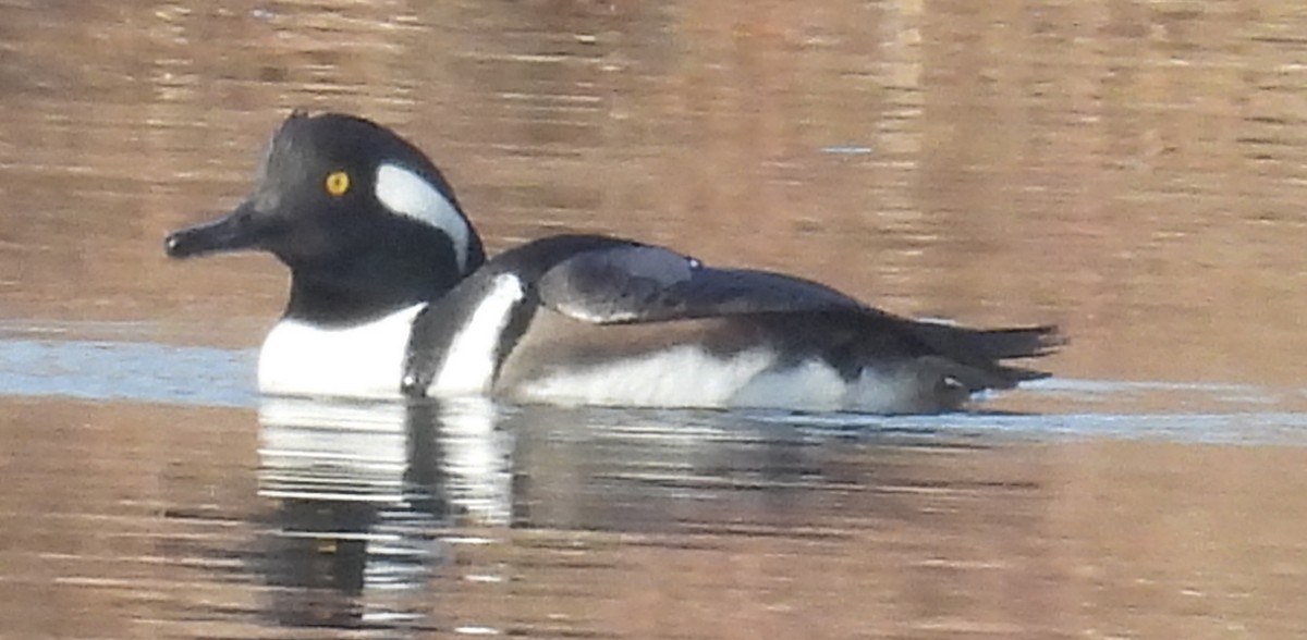 Hooded Merganser - ML627769844