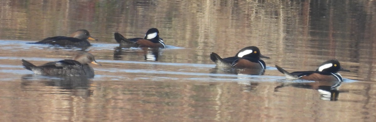 Hooded Merganser - ML627769845