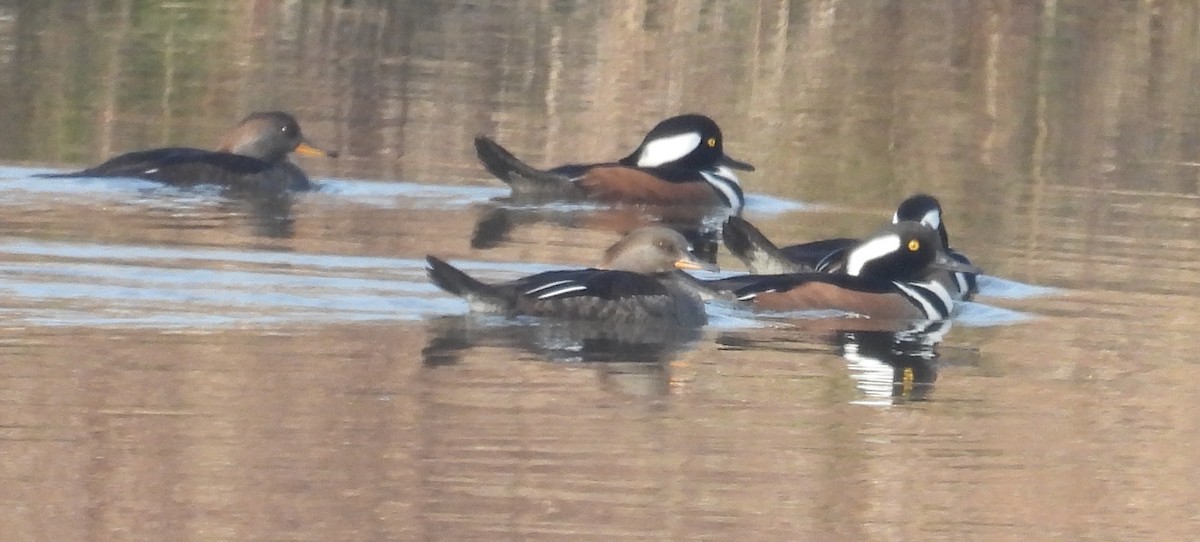 Hooded Merganser - ML627769846