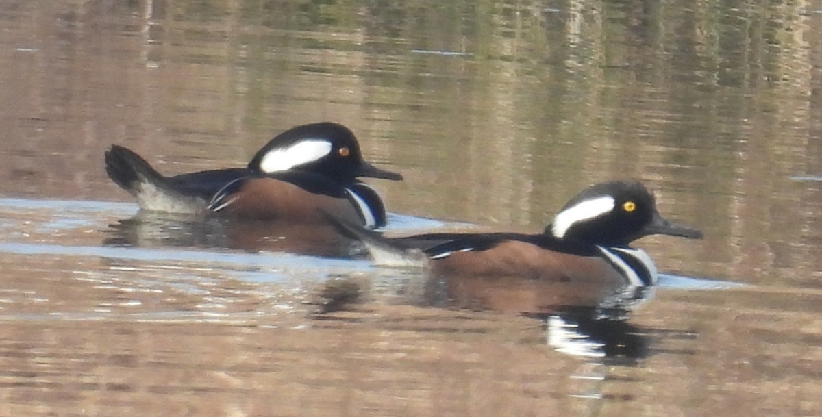 Hooded Merganser - ML627769847