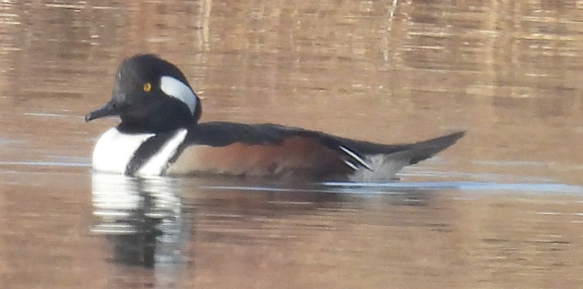 Hooded Merganser - ML627769848