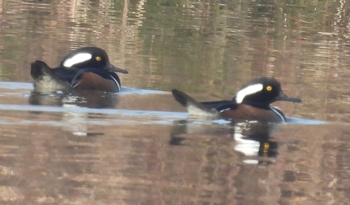 Hooded Merganser - ML627769849