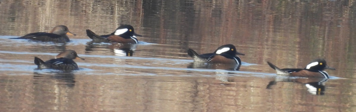 Hooded Merganser - ML627769850