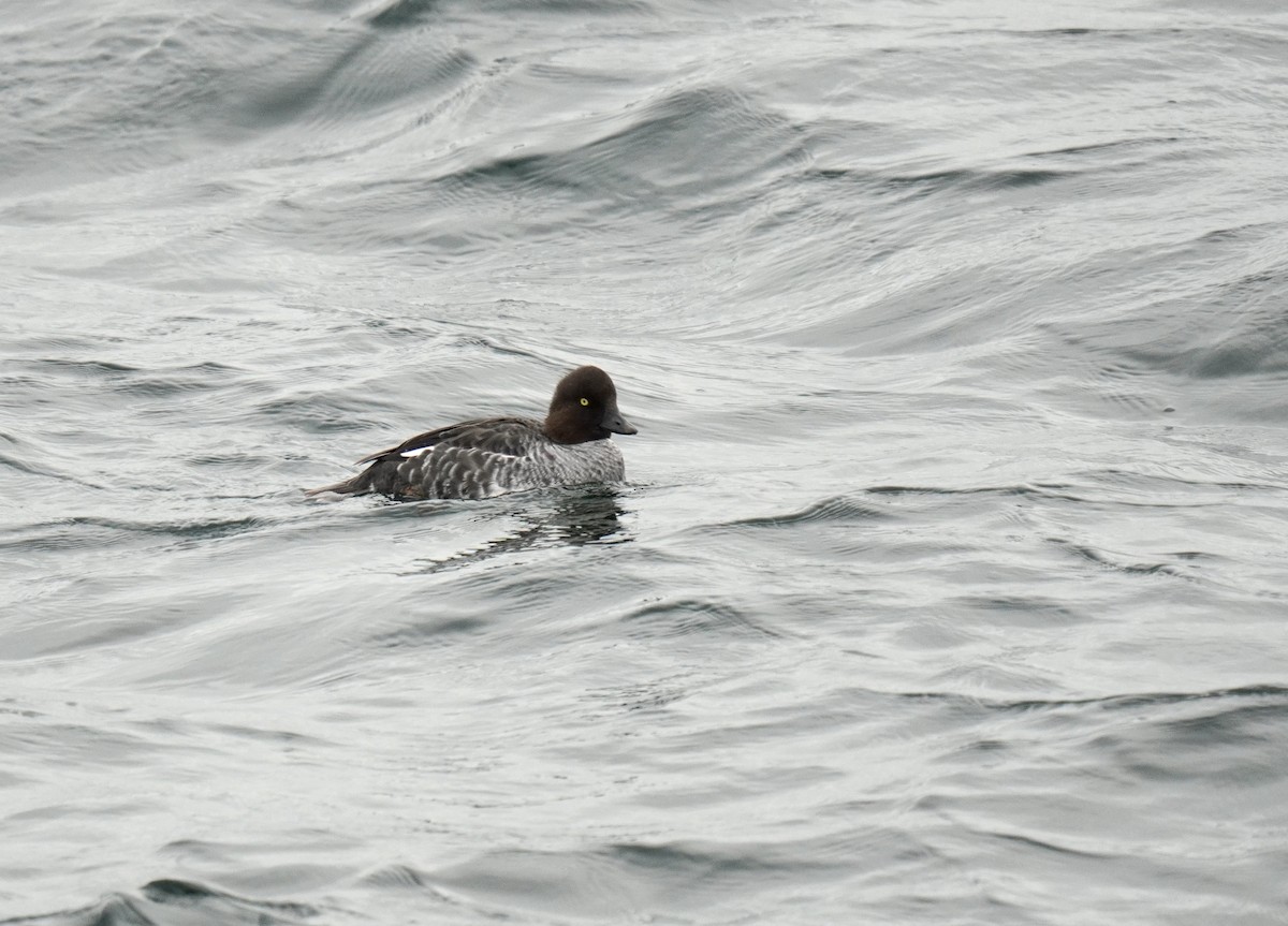 Common Goldeneye - ML627769878