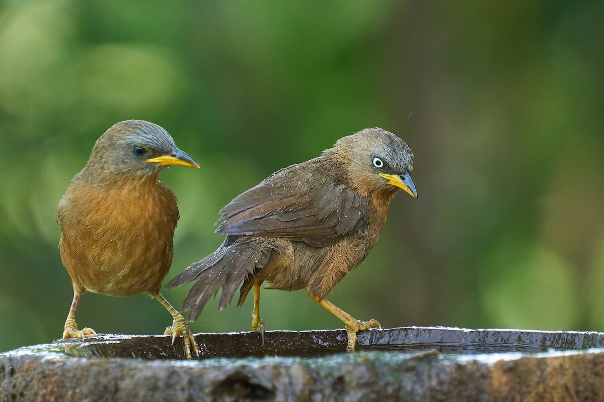 Rufous Babbler - ML627769954