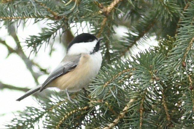 Black-capped Chickadee - ML627769982