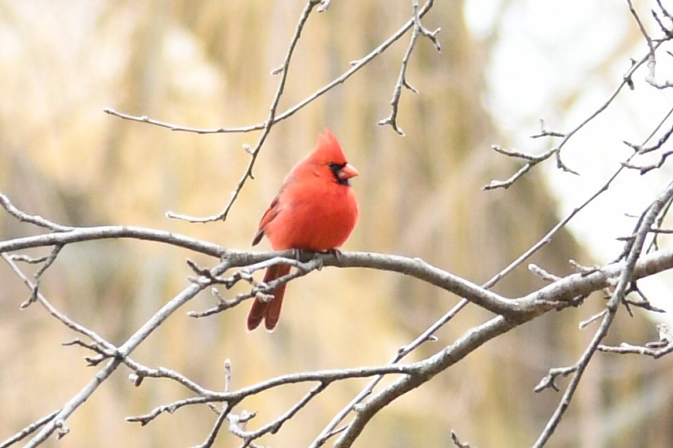 Northern Cardinal - ML627769985