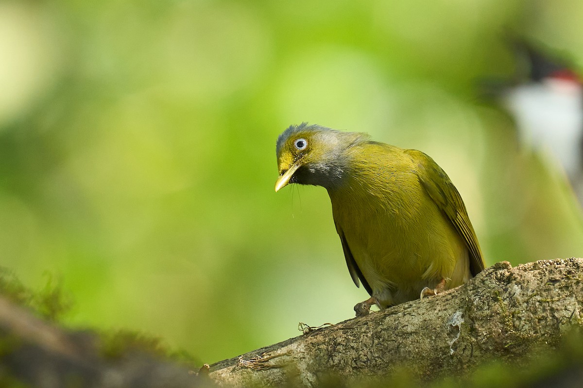 Gray-headed Bulbul - ML627770004