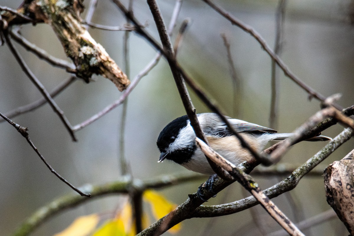 Black-capped Chickadee - ML627770027