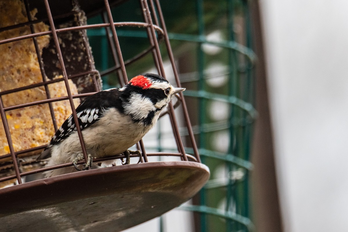 Downy Woodpecker - ML627770036