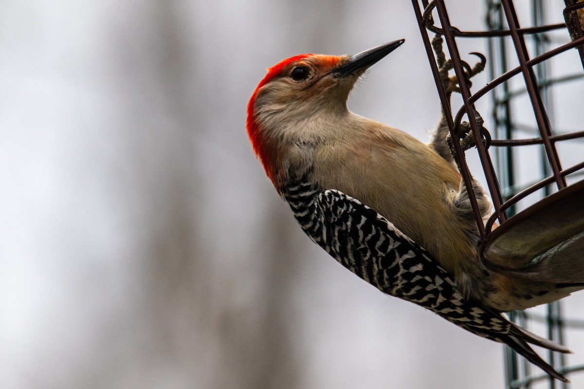 Red-bellied Woodpecker - ML627770042