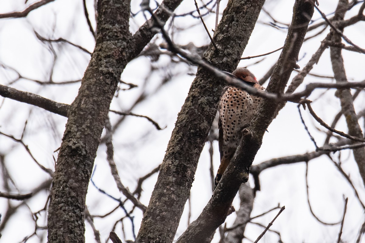 Northern Flicker - ML627770061