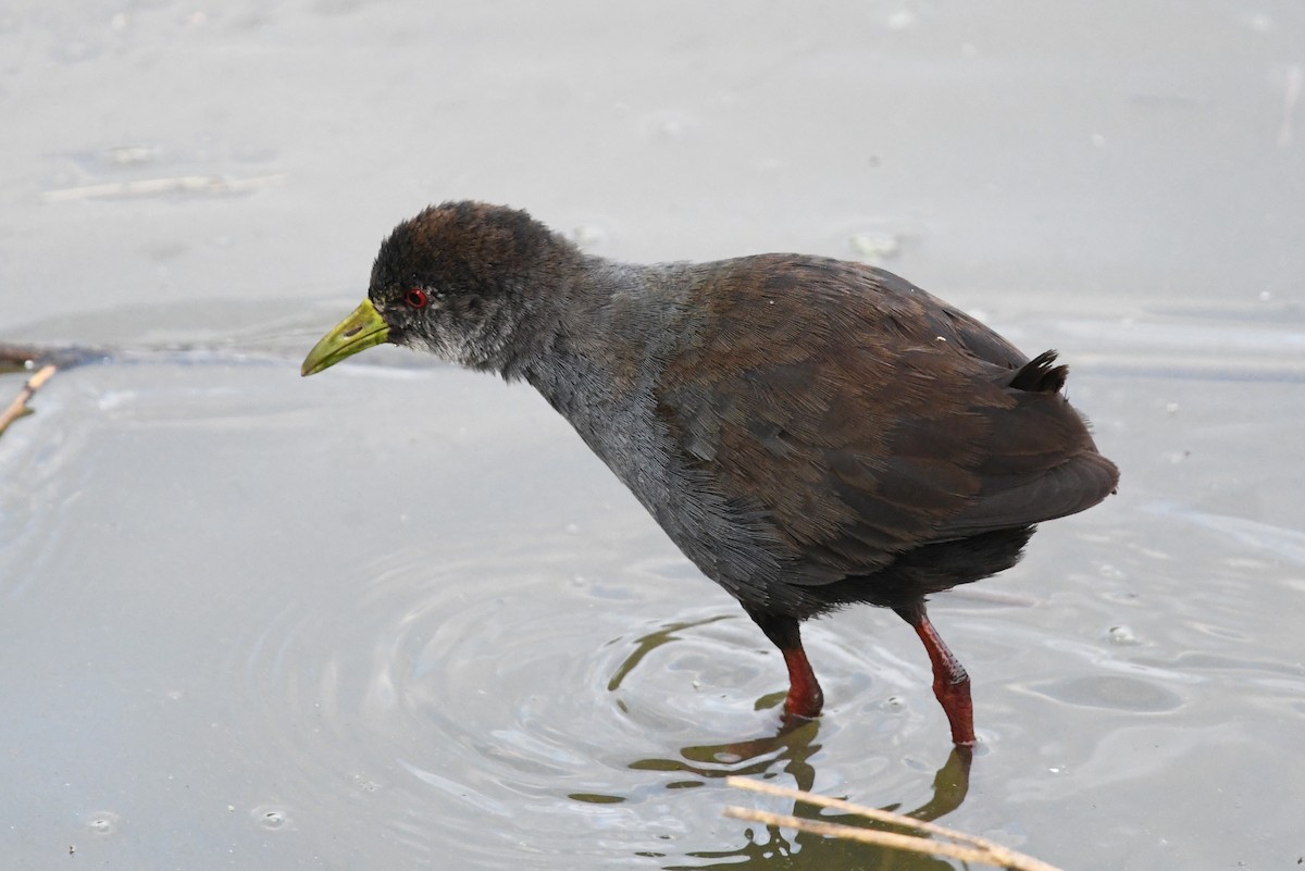 Black Crake - ML627770062