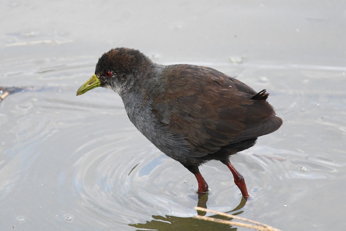 Black Crake - ML627770069