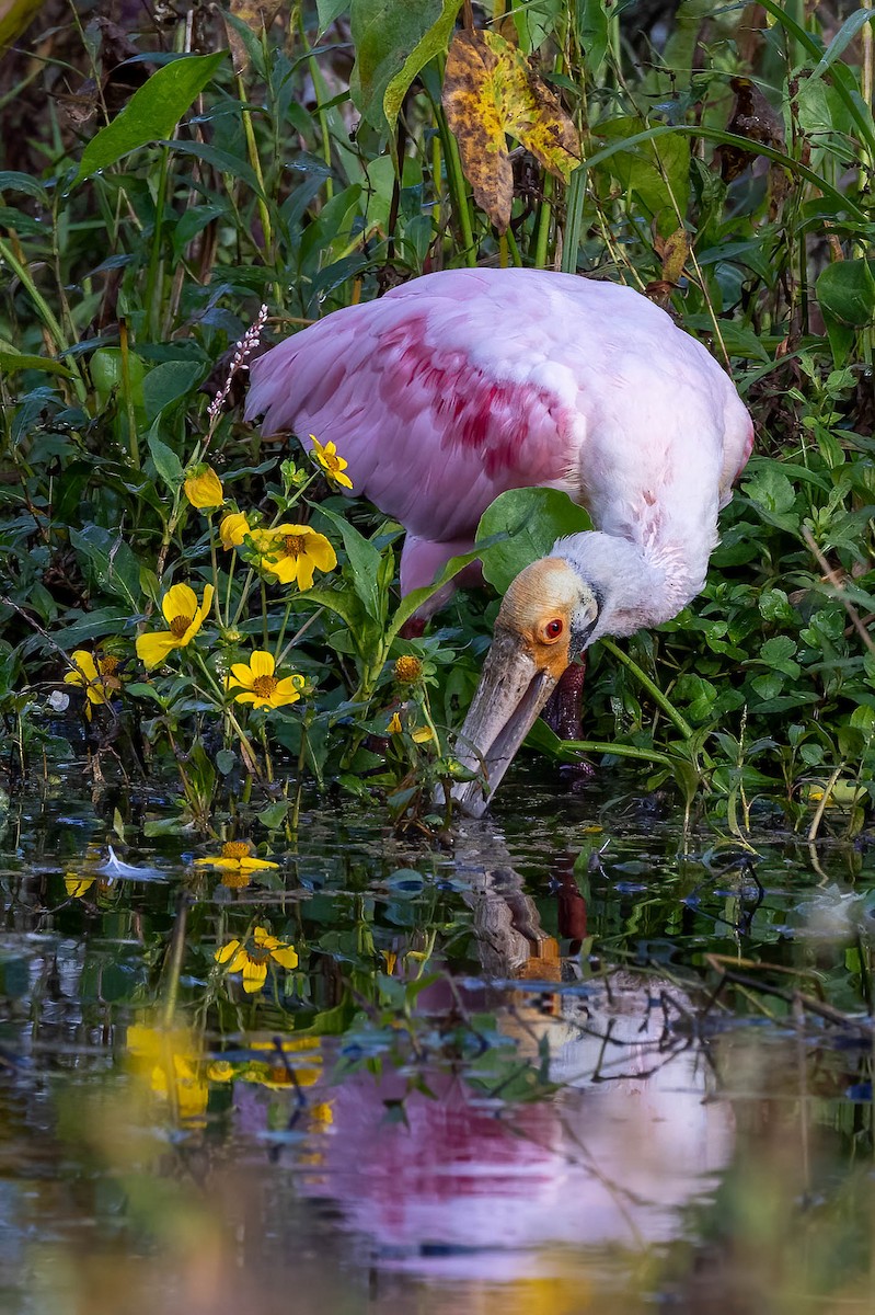 Roseate Spoonbill - ML627770099