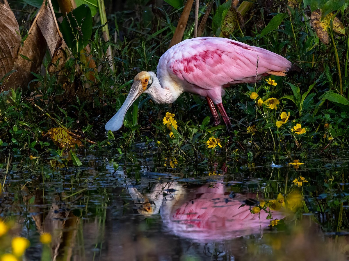 Roseate Spoonbill - ML627770100