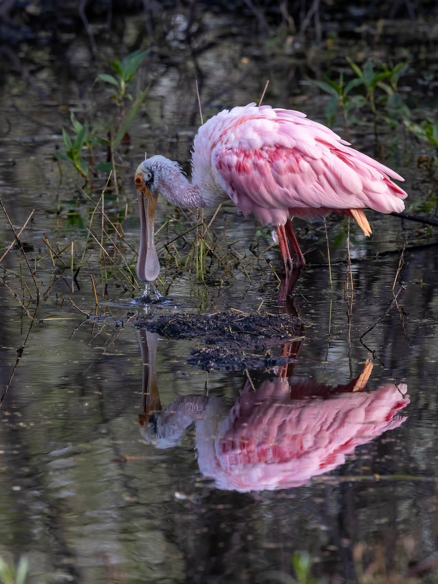 Roseate Spoonbill - ML627770101