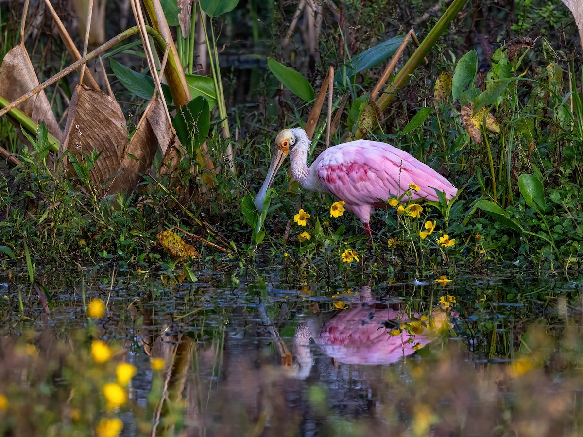 Roseate Spoonbill - ML627770102