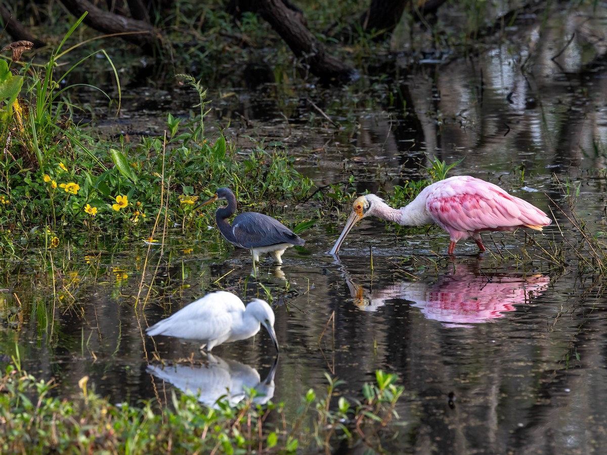 Roseate Spoonbill - ML627770104