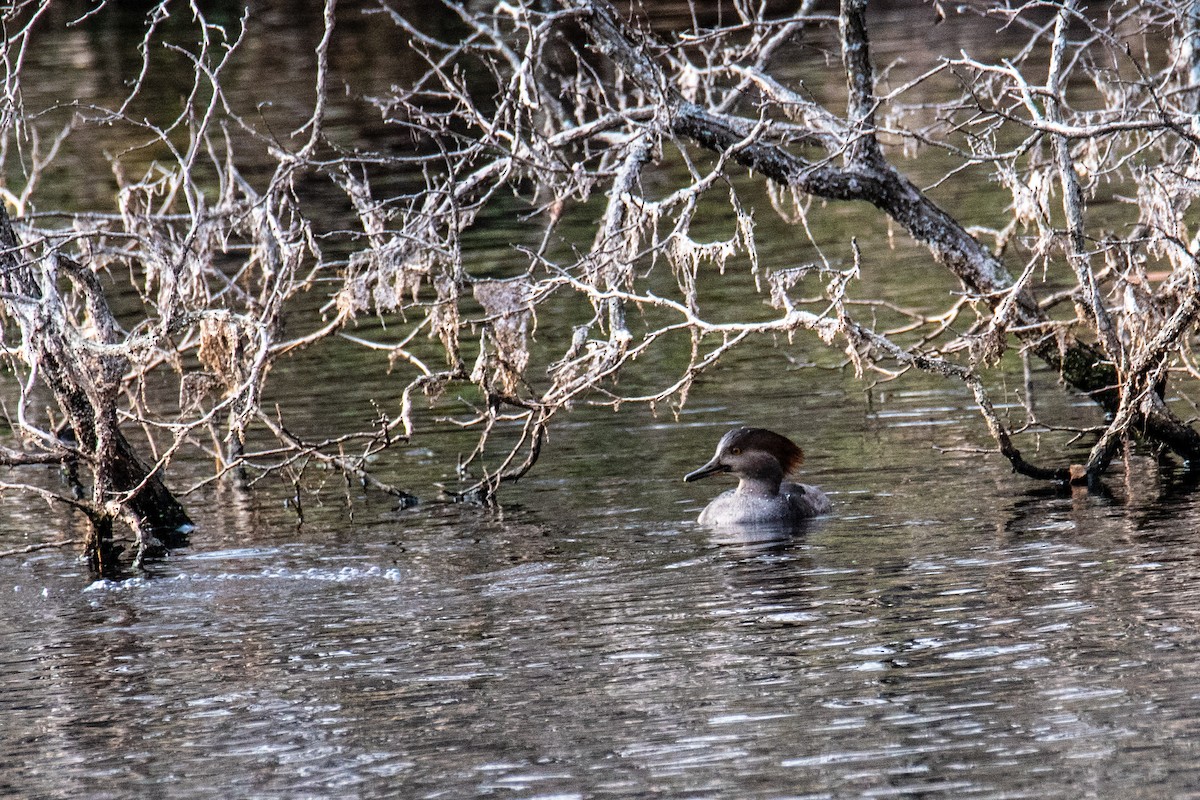 Hooded Merganser - ML627770105