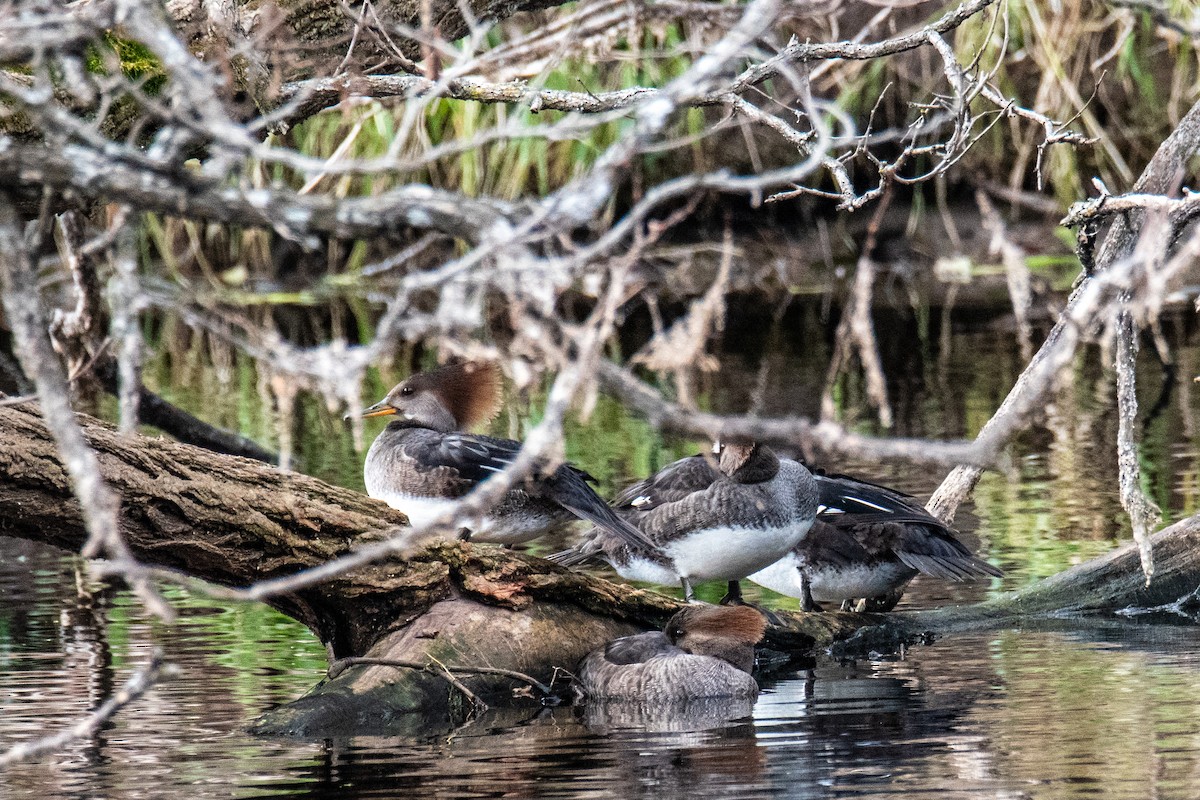 Hooded Merganser - ML627770106