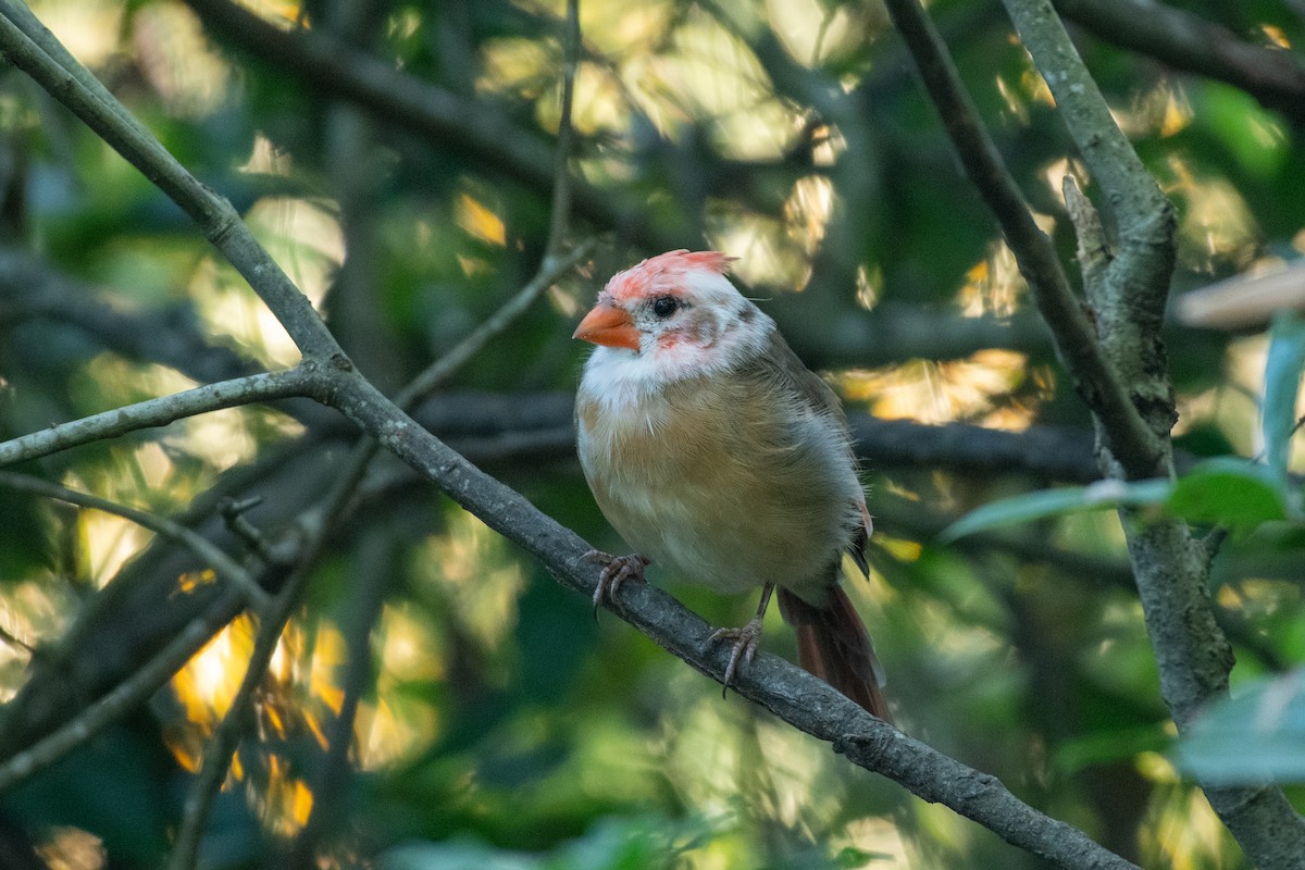 Northern Cardinal - ML627770107